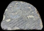 Polished Ammonite Fossil Slab - Marston Magna Marble #63811-1